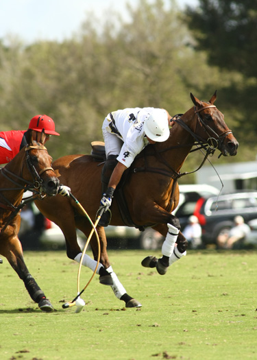 alex pacheco polo ph 4