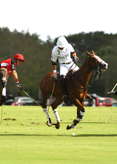 alex pacheco polo ph 5